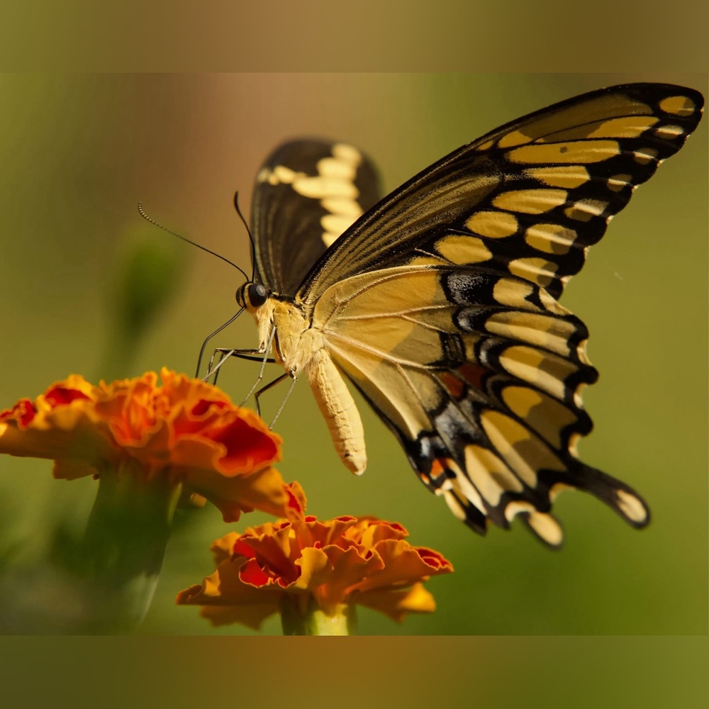 Butterfly on Flowers Art Print